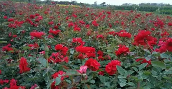 1630123622530178.jpg image.jpg