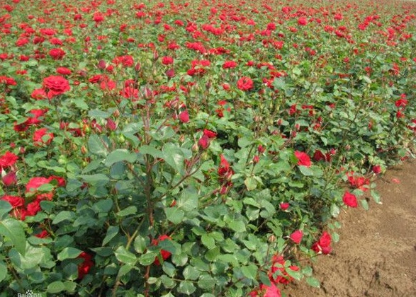 1630123676735328.jpg image.jpg