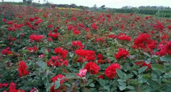 1630123688445670.jpg image.jpg