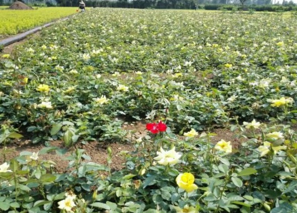 1630123700225335.jpg image.jpg