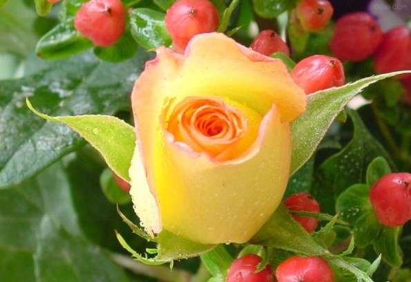 1630123960369518.jpg image.jpg