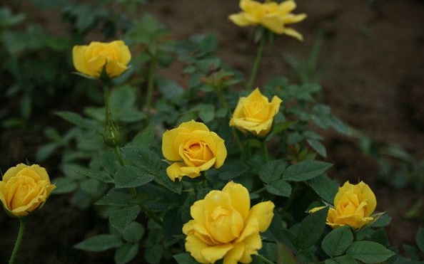 1630124243296053.jpg image.jpg