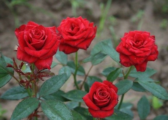 1630124275846103.jpg image.jpg