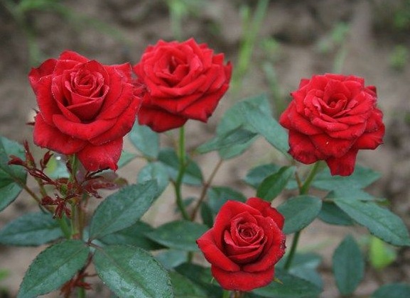 1630124308356574.jpg image.jpg