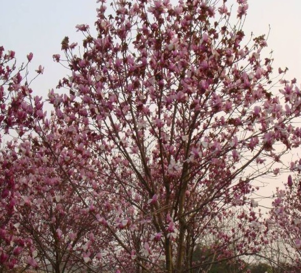 1630124728988065.jpg image.jpg