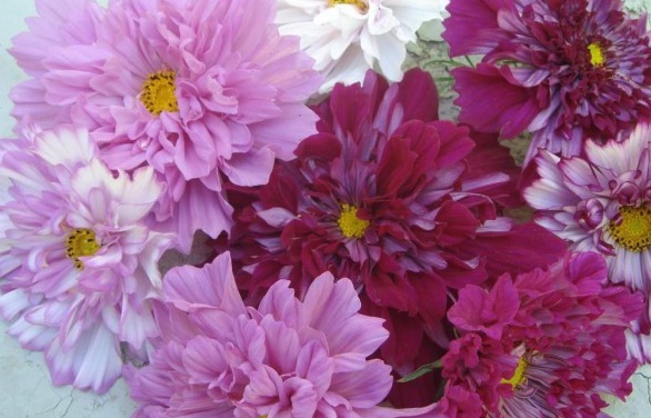 1630133646308478.jpg Z@J7_86~M))F{3E8FHU5G~W.jpg