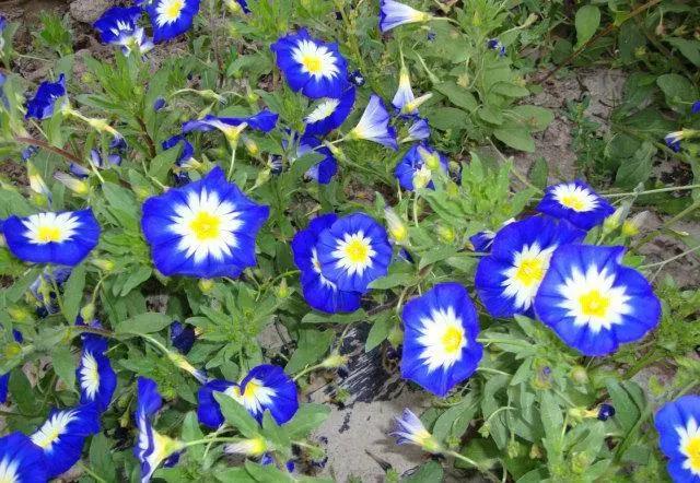 三色旋花種植方法|實用篇