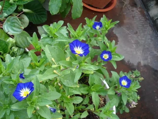 三色旋花種植方法|實用篇