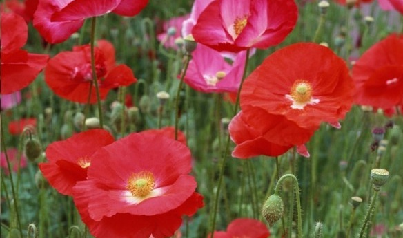 1630134104357786.jpg 6{5IALFAQ@3%33WHS_Z)8HR.jpg