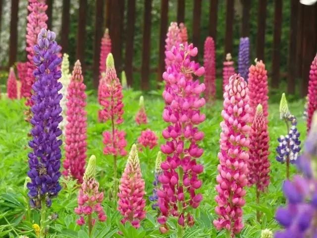 魯冰花繁殖技巧,怎么才能養好魯冰花?