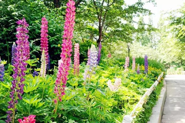 魯冰花繁殖技巧,怎么才能養好魯冰花?