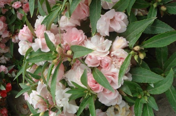 1630136412992805.jpg UC20J~A1PWX}%_U639QT3KN.jpg