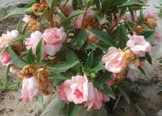 1630136430927769.jpg M6@_G{TZVS31U5S%Q3QHJ1L.jpg