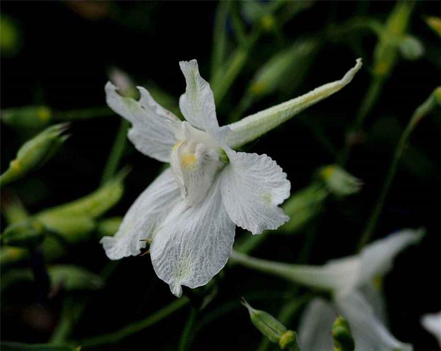 飛燕草是什么?養的時候要注意哪些問題呢?