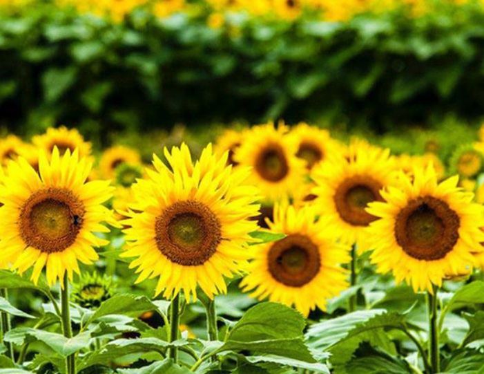 1630162430745991.jpg 太陽花1.jpg