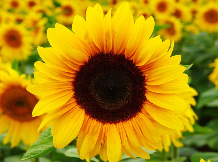 1630162504140544.jpg 太陽花2222222222.jpg