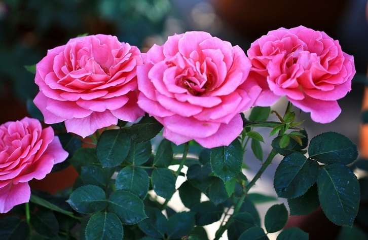 1630162575420921.jpg 月季33333.jpg