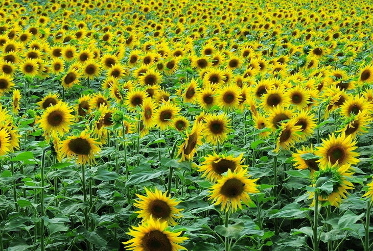 1630162945507996.jpg 向日葵2.jpg