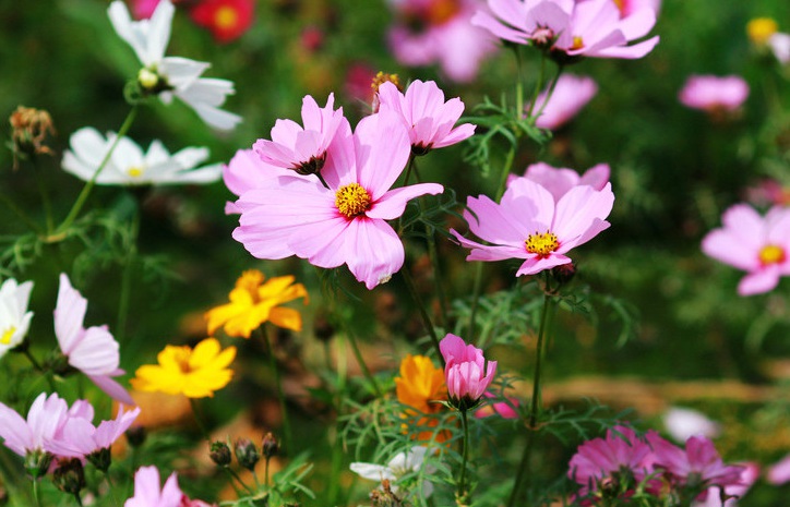 1630162962647604.jpg 波斯菊111.jpg