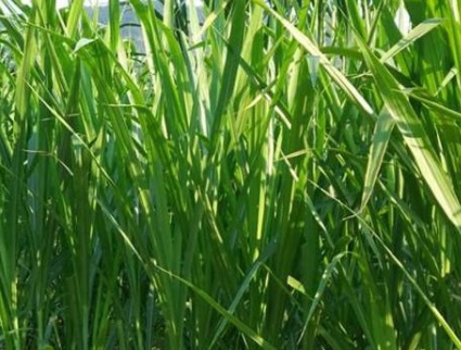 1630165704340429.jpg image.jpg