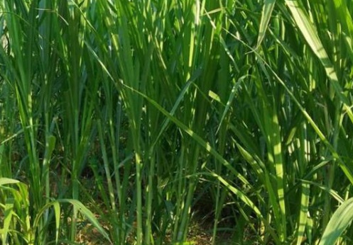 1630165724921165.jpg image.jpg