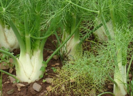 1630165799223495.jpg image.jpg