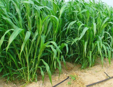 1630165963620798.jpg image.jpg