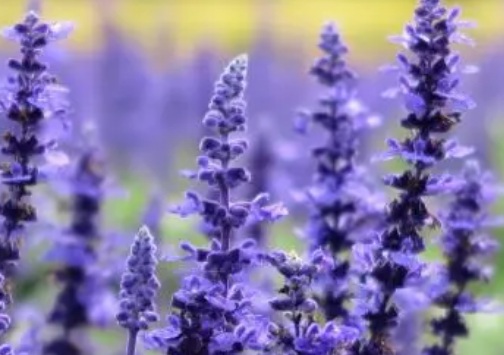 1630166876775102.jpg image.jpg