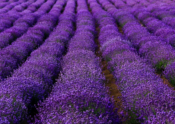 1630166891169905.jpg image.jpg