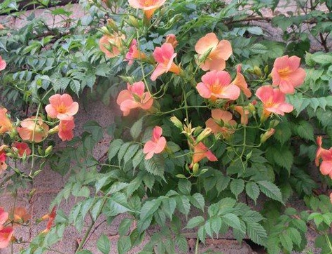 1630167023633415.jpg image.jpg