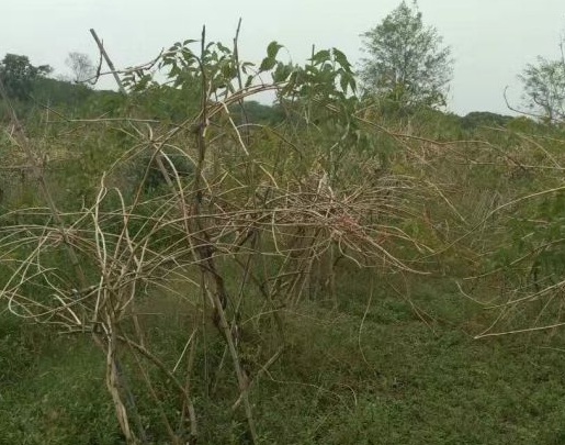 1630167077487211.jpg image.jpg