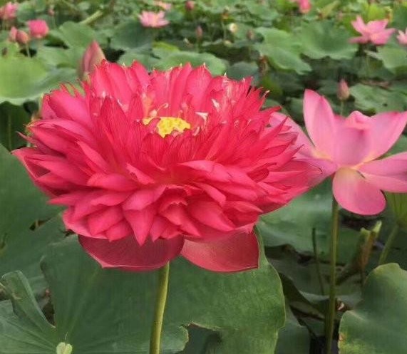 1630227383736866.jpg )W@O@BZ_[V~T_)@6{5GESRB.jpg