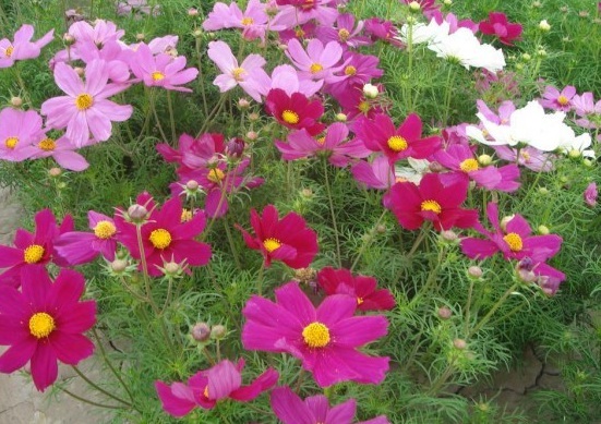 1630227625341461.jpg RQKWKEFD1L[FM2JDI9W00`N.jpg