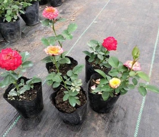 1630232557806231.jpg N9BWDZ`QWFK4HXT{01PD)_I.jpg