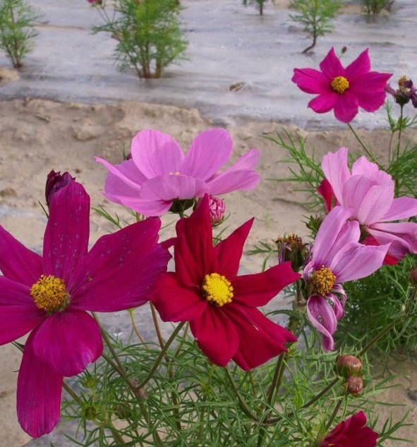 1630234377359984.jpg image.jpg