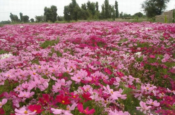 1630234409871503.jpg image.jpg