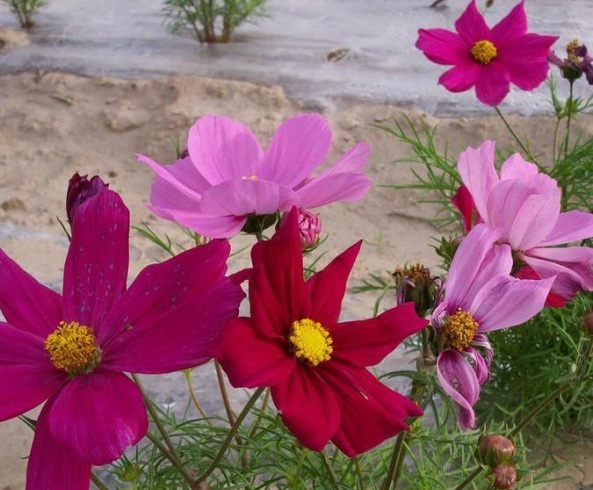 1630234587613978.jpg image.jpg