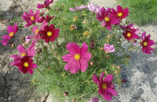 1630234615946280.jpg image.jpg