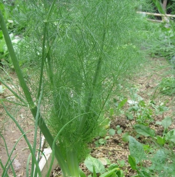 1630236664173250.jpg image.jpg