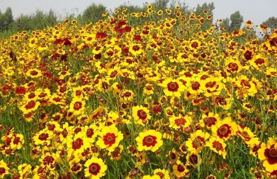 1630236907335250.jpg image.jpg