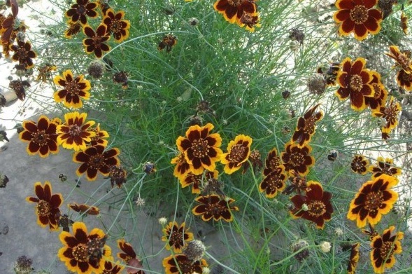 1630236922555252.jpg image.jpg