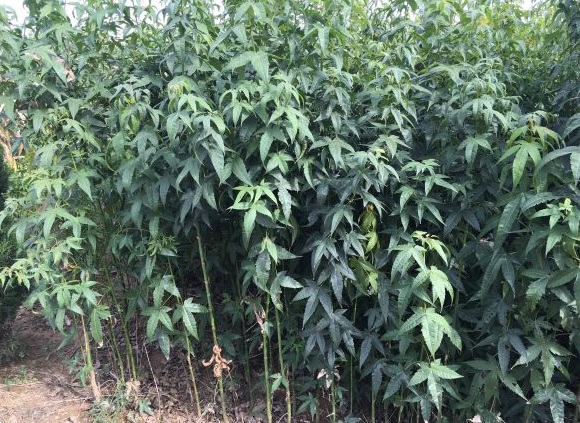 1630236975376980.jpg image.jpg