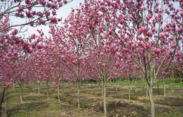 1630237019965694.jpg image.jpg