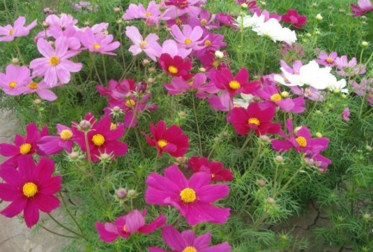 1630237177545462.jpg image.jpg