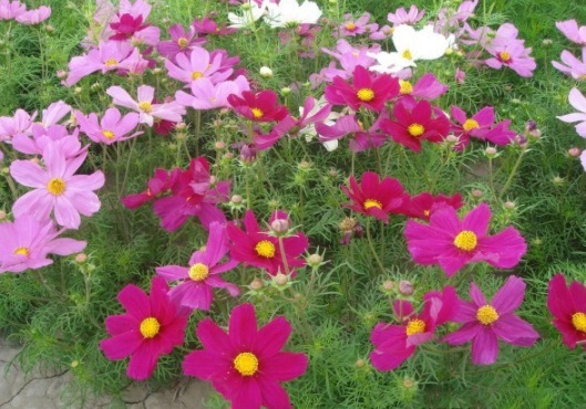 1630237187519466.jpg image.jpg