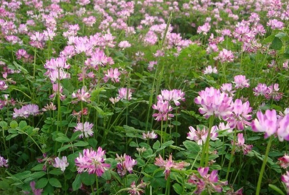 1630237672702670.jpg image.jpg