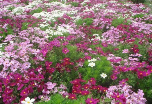 1630237882915418.jpg image.jpg