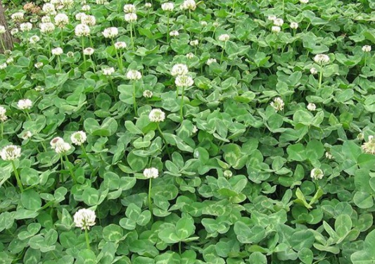 1630238002882511.jpg image.jpg