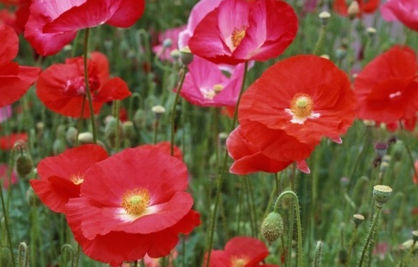 1630238356355464.jpg image.jpg