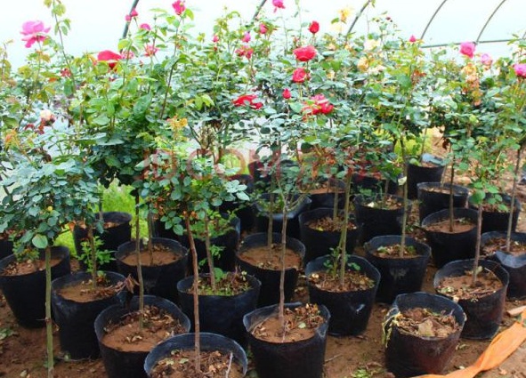 1630238407547804.jpg image.jpg